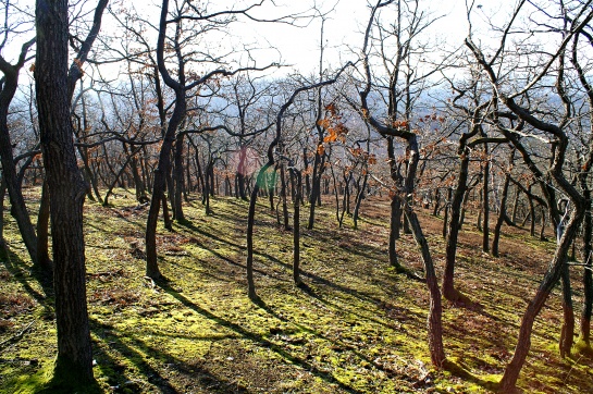 Závist u Zbraslavi - největší keltské oppidum