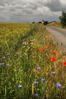 cestička k domovu