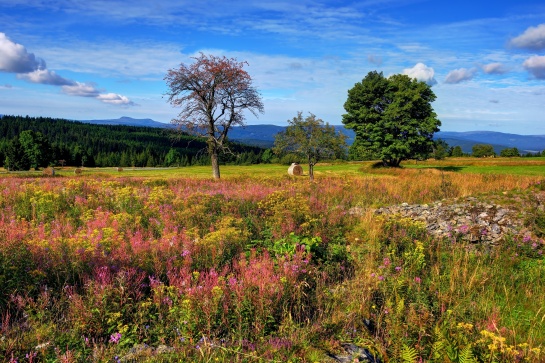 Šumava