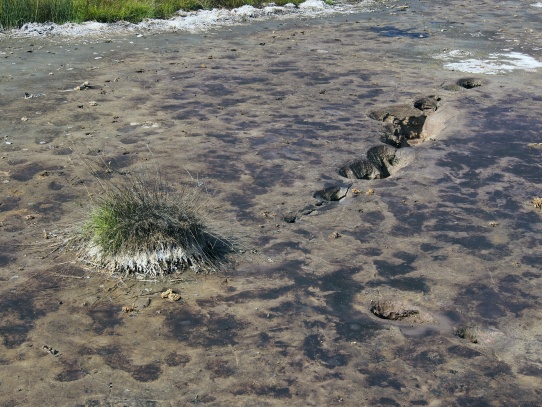 Bahenní sopka