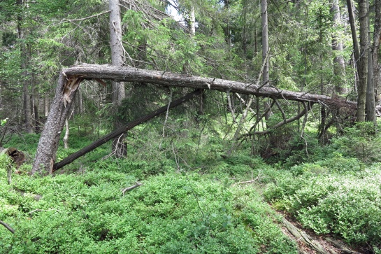 Národní přírodní rezervace Kladské rašeliny