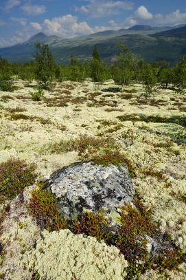 Norsko - lišejník