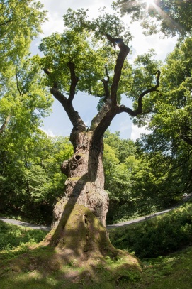 Oldřichův dub pod obcí Peruc