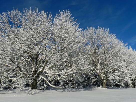 Šumava