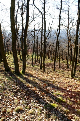 Závist u Zbraslavi - největší keltské oppidum