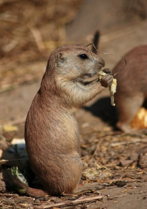 Psoun prériový - ZOO Brno