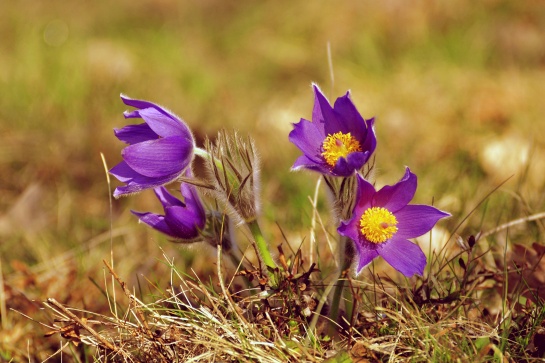 Koniklec otevřený (Pulsatilla patens)