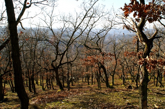 Oppidum Závist