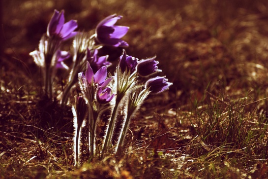 Koniklec otevřený (Pulsatilla patens)