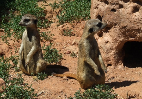 Surikaty - ZOO Brno