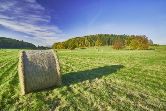 Podzimní louka