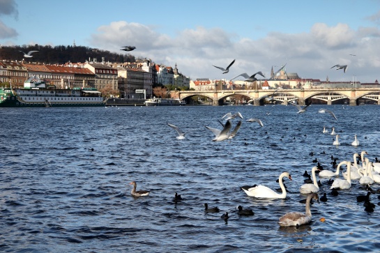 Vltava