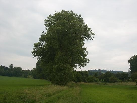 majestátný topol