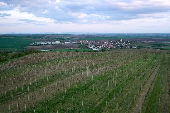 Bořetice z rozhledny