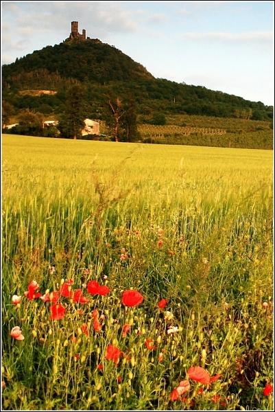 Hazmburk s vlčími máky