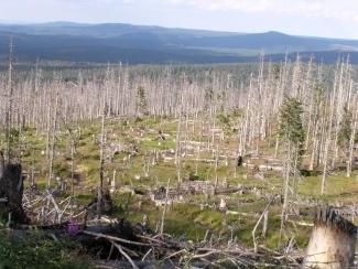 Šumava z Velkého Roklan