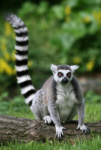 Lemur kata