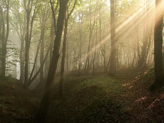 Ranní les nad Hostašovicemi