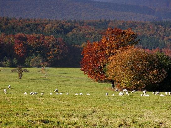 Karpatské pastviny