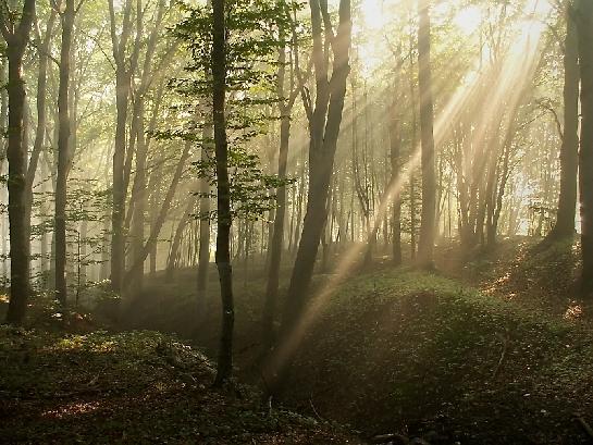 Ranní les nad Hostašovicemi