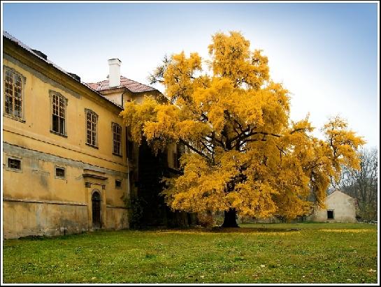 Ginkgo biloba na podzim