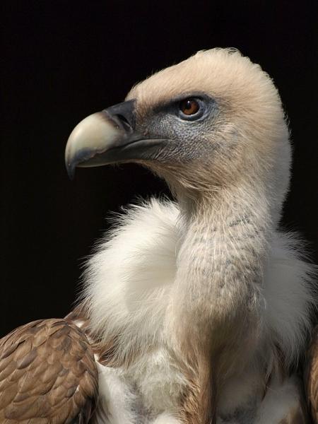 Sup bělohlavý (Gyps fulvus)