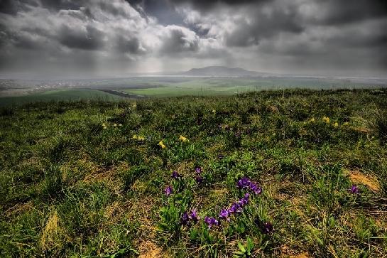 Kosatce na Pouzdřanské stepi