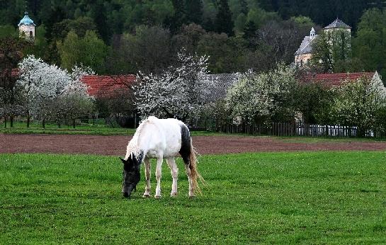 Kůň na jarní louce