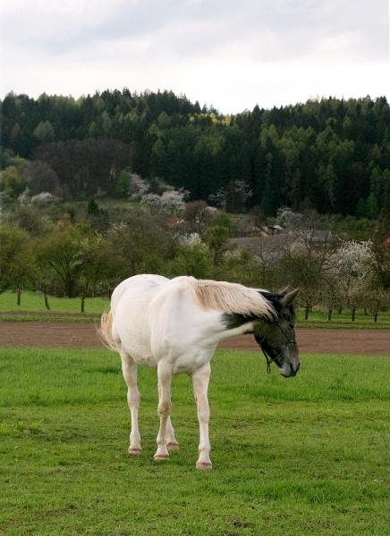 Pasoucí se kůň