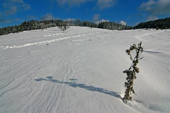 Bodlák