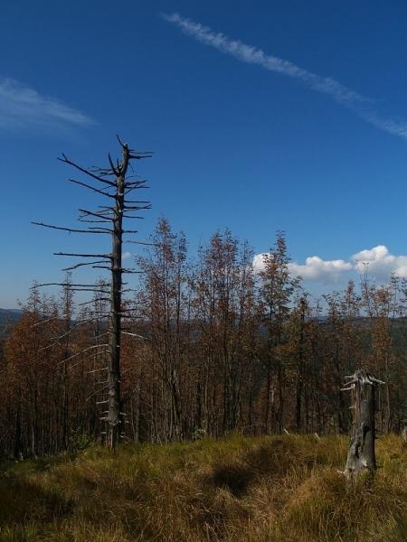 Lesní porost na vrchu Bukovec, Jizerka