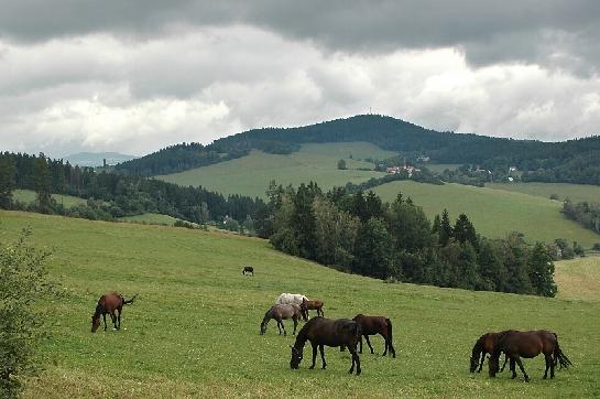 Šumavské pastviny