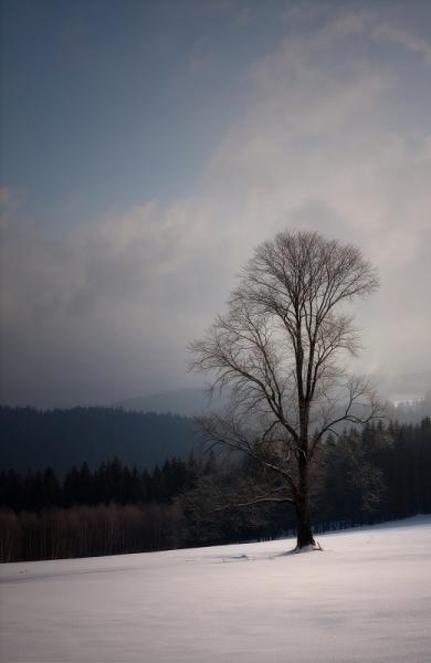 Strom na Slunečních loukách