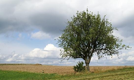 5 Sám jako kůl v plotě